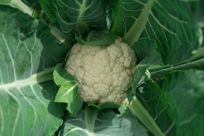 Naaz white cauliflower,gobhee seeds Seed(10 per packet)