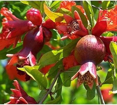 BDSresolve pomegranate fruit seeds for Plant/pomegranate seeds 15 Seed(15 per packet)