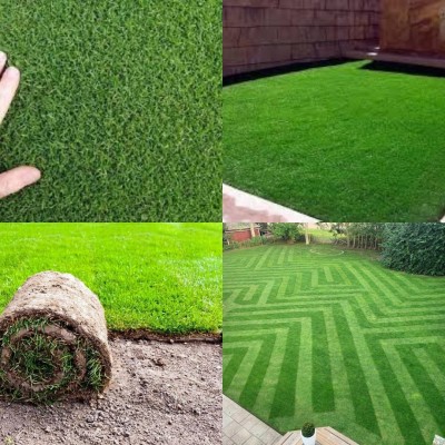 ibains Mexican carpet grass seeds for lawn bij 6800 Seed(6800 per packet)