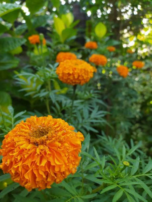 gorgeous moement marigold/gende ka phool flower seeds Seed(50 per packet)