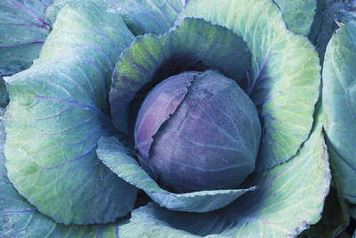 KNESSiN MAX-87 Cabbage January King Seed(200 per packet)