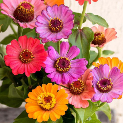 GREENSEA Zinnia Mixed Flower Seed(39 per packet)