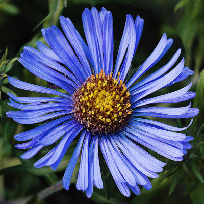 Hybrid Galaxy aster beautiful flower hybrid seeds 1-packet Seed(10 per packet)