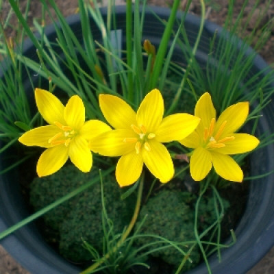 zabbus Rain Lily Zephyranthes Flower Bulbs for Summer Season Yellow Seed(10 per packet)