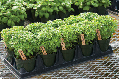 WILLVINE TLX-53 Greek Dwarf Basil (Ocimum basilicum) Seed(2000 per packet)