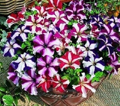 CYBEXIS Petunia compacta Nana Stars Mix Seed(1 g)