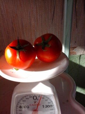 CYBEXIS Lirika Hybrid Tomato2000 Seeds Seed(2000 per packet)