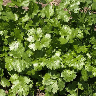 Qualtivate LX-69 Coriander' Cilantro Seeds Seed(500 per packet)