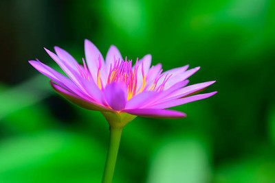 Alberts lotus,kamal gatta Seed(10 per packet)