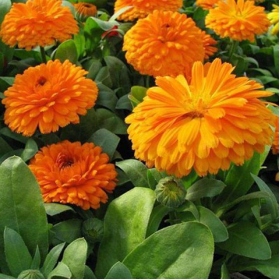 GROWN Calendula Flower (Mixed) Seed For Kitchen Gardening - 40 Seed(40 per packet)