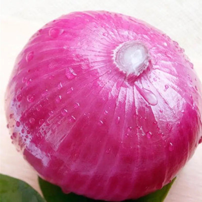 WATIKA Organic Onion Pyaj Seed(2000 per packet)