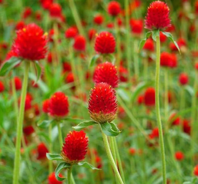 Lorvox Gomphrena Flower Seed(10 per packet)