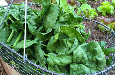 Quentova Palak Spinach पालक के बीज-LTK-11L Seed(300 per packet)