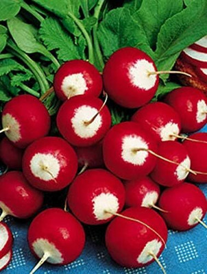 Qualtivate RES-1A Sparkler White Tip Radish Red 25 Days Seed(300 per packet)