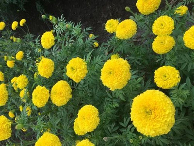 XOLDA Exotic marigold yellow Seed(23 per packet)