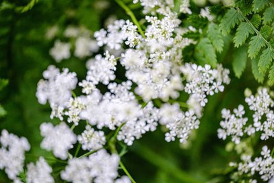 Bahan gypsophila flower Seed(50 per packet)