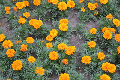 Sandhya Darshan marigold/gende ka phool flower seeds Seed(75 per packet)