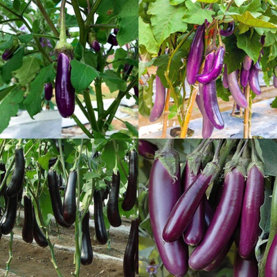 ibains Small brinjal seeds packet eggplant pack of 110 Seed(110 per packet)