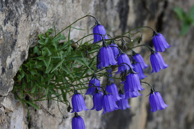 Hybrid Galaxy bell flower beautiful flower hybrid seeds 1-packet Seed(10 per packet)