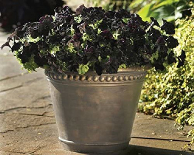 CYBEXIS Flowered Petunia Grandiflora Seeds DEBONAIR BLACK CHERRY stunning black color Seed(1 g)