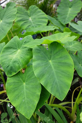 Aywal Taro Root,Kachu Seed(18 per packet)