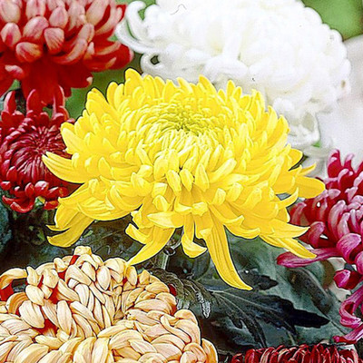Quentova Chrysanthemum Bloom collection (Incurve Petals)-6G-HQL Seed(75 per packet)