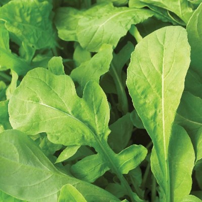 CYBEXIS LXI-39 - Slow Bolt Arugula - (750 Seeds) Seed(750 per packet)