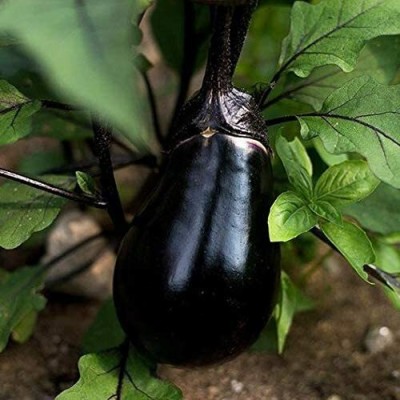 CYBEXIS Eggplant Vegetable Seeds Brinjal2400 Seeds Seed(2400 per packet)