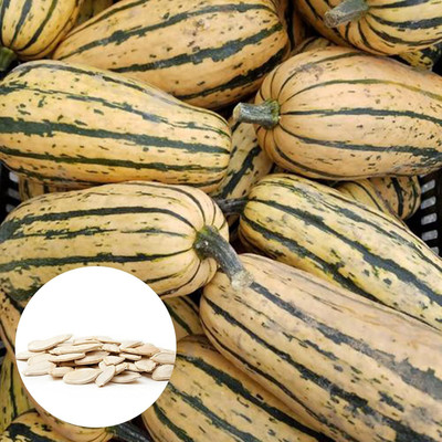 KNESSiN VI-70 Delicata Squash Seed(30 per packet)