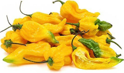CYBEXIS Good Germination Hungarian Fatalii Pepper Chilli Seeds-300 Seeds Seed(300 per packet)