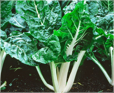 XOLDA Swiss chard white Vegetable Seed(30 per packet)