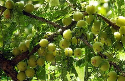 Jessica Amla,Organic Indian Gooseberry, Amla Hybrid Herb Seeds,Nelli Amlika Pack Of 30 Seed(30 g)