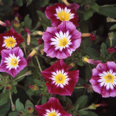 CYBEXIS VVI-72 - Morning Glory Ensign Red - (100 Seeds) Seed(100 per packet)