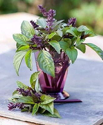 VibeX ® XLR-25 Basil Cinnamon Ocimum Basilicum Seed(1000 per packet)