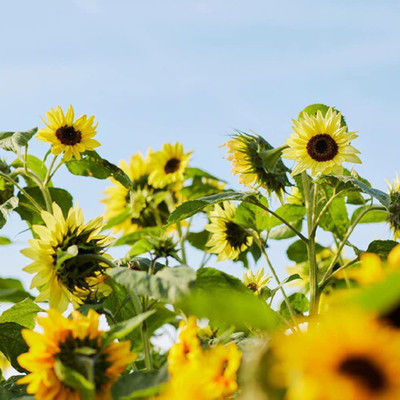 VibeX GBPUT-95 - Lemon Queen Sunflower - (1350 Seeds) Seed(1350 per packet)