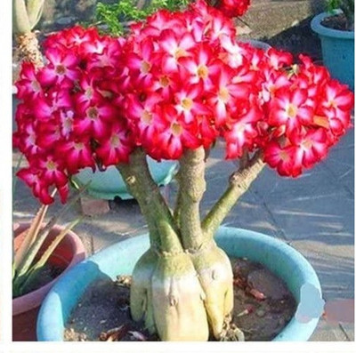 Qualtivate PAU-219 Adenium obesum Mixed Colours Seed(30 per packet)