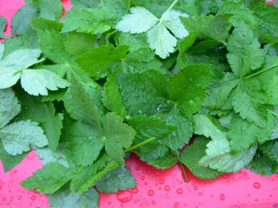 CYBEXIS XLL-69 - Mitsuba Japanese parsley - (2250 Seeds) Seed(2250 per packet)