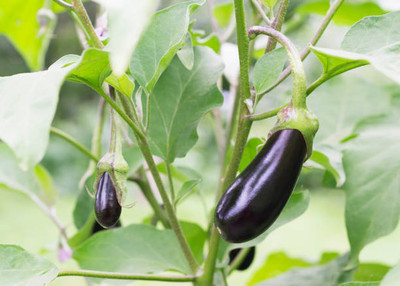 Kodali Hybrid F1 Brinjal Seeds Pack Of 37 Seed(37 per packet)
