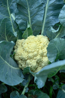 Prizex white cauliflower,gobhee seeds Seed(40 per packet)