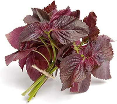 VibeX NBIR-25 - Shiso Red Perilla (Perilla Frutescens) - (250 Seeds) Seed(250 per packet)