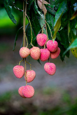 MAA LITCHI,LICHEE,LYCHEE Seed(10 per packet)