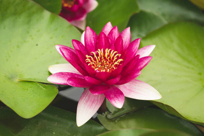 Nbtools lotus,kamal gatta Seed(11 per packet)