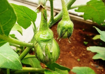 CYBEXIS NBIR-59 - F1 Hybrid BRINJAL - (450 Seeds) Seed(450 per packet)