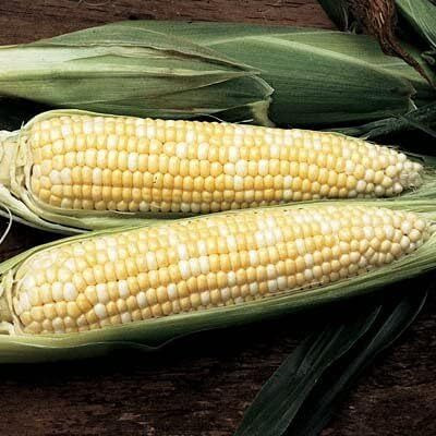 Qualtivate RES-5A Sweet Corn Precious Gem F2 Seed(400 per packet)