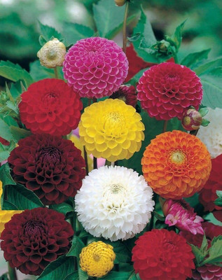 DIVINE ®EF- Mixed Color and Hybrid Flower Seeds -0A405 Seed(45 per packet)