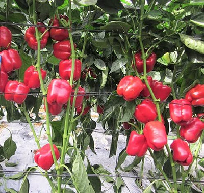 Aywal F1 Hybrid Red Color Shimla Mirch Vegetable Seed(10 per packet)