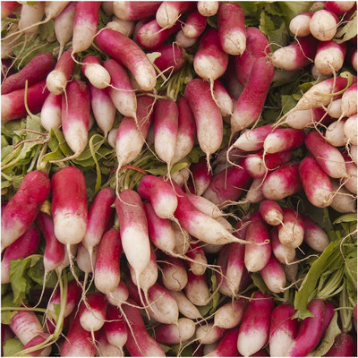 CYBEXIS PUAS-60 - French Breakfast Radish - (2250 Seeds) Seed(2250 per packet)