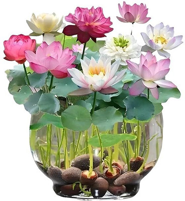 GREENSEA Lotus, Kamal Seeds for Growing Home, High Yield Seed(24 per packet)