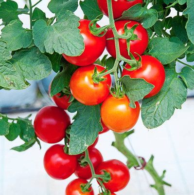 ACCELCROP tomato Seed(120 per packet)