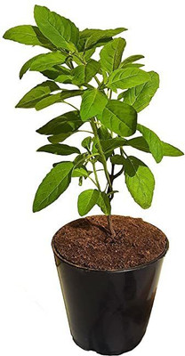 Aywal Black Tulsi Seed(50 per packet)